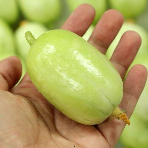 寿光小吊瓜今日行情,丰收喜讯，价格稳中有升”