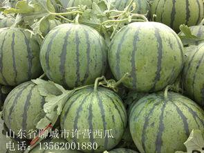 今日瓜价山东,今日瓜价动态一览