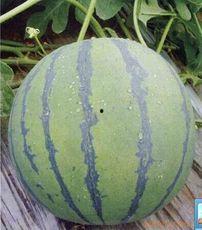 今日瓜价山东,今日瓜价动态一览