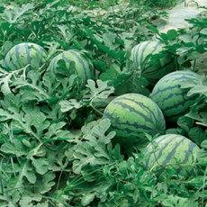 今日瓜价山东,今日瓜价动态一览