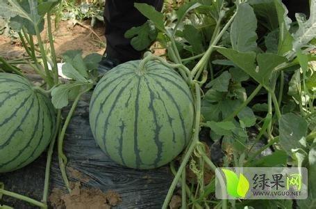 铁瓜今日行情,今日市场动态一览