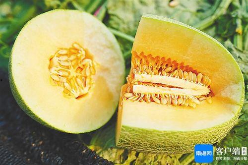 海南蜜瓜今日价格,甜蜜诱惑，品质之选