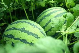 忽审今日立秋 买瓜,忽审瓜香满园