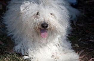 宠物明星网红有哪些名字,盘点那些萌动网络的昵称风采