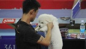 宠物明星网红有哪些名字,盘点那些萌动网络的昵称风采