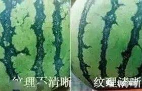 小圆瓜今日收购价,市场行情一览”