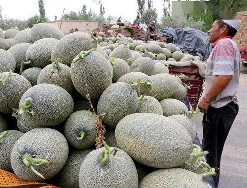 海南哈密瓜今日价格表,品质佳受热捧