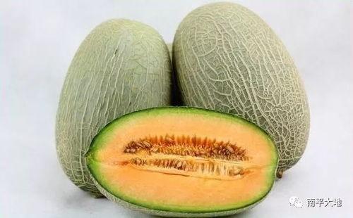 海南哈密瓜今日价格表,品质佳受热捧