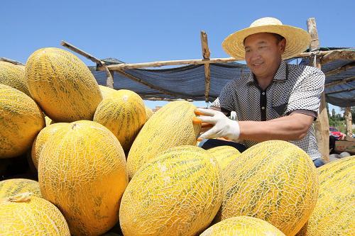 哈密瓜节今日新闻,丰收喜悦弥漫古城