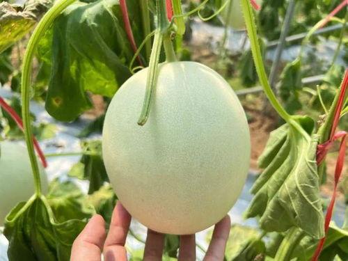 玉菇蜜瓜今日价格行情,甜蜜价格波动解析