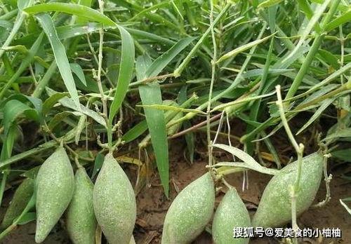 地梢瓜今日收购价格行情