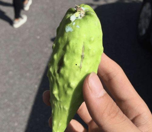 地梢瓜今日收购价格行情