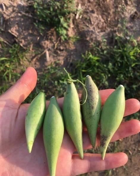 地梢瓜今日收购价格行情