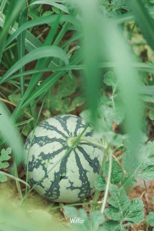 今日有什么大瓜,明星恋情曝光，幕后黑幕惊爆眼球