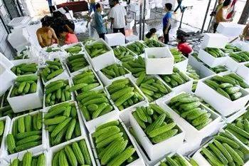 今日三亚瓜菜产量,助力乡村振兴新篇章