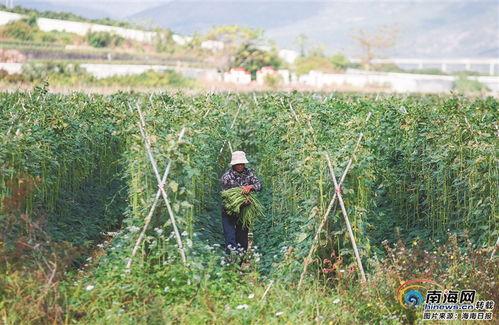今日三亚瓜菜产量,助力乡村振兴新篇章