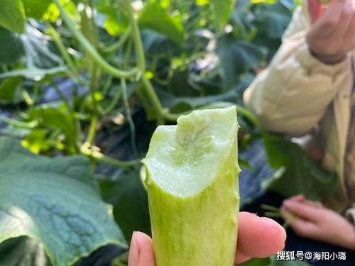 海阳网瓜今日价格,价格行情一览”