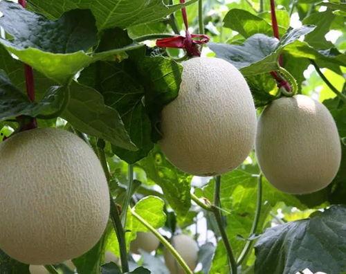 海阳网瓜今日价格,价格行情一览”