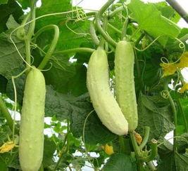 海阳网瓜今日价格,价格行情一览”