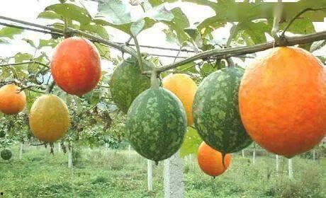 山东吊瓜今日价格表最新,最新市场行情一览