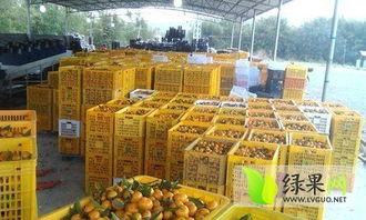 下桥哈密瓜批发市场今日行情,下桥哈密瓜批发市场价格波动解析