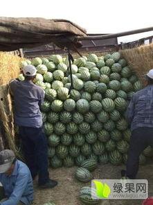 宁夏石头瓜产地今日价格,行情波动，品质依旧闪耀”