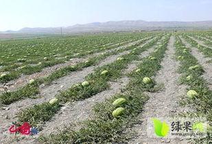 中宁硒砂瓜今日市场价格,品质佳价优，抢购正当时