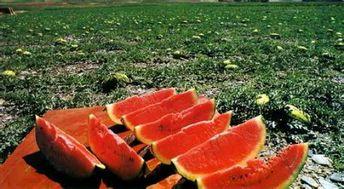 中宁硒砂瓜今日市场价格,品质佳价优，抢购正当时