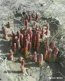 瓜州锁阳新闻今日,助力乡村振兴发展