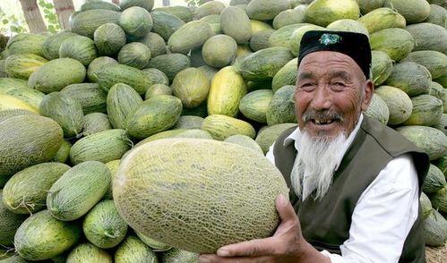今日的哈密瓜价格,实惠与品质并存的夏日佳果