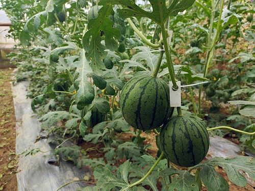 今日吃瓜五一吃瓜,盘点热门事件，轻松度过欢乐时光