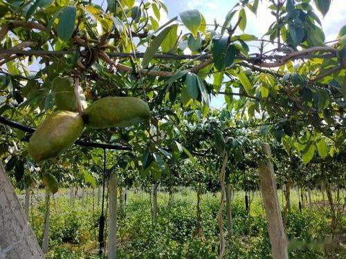 今日头条八月瓜视频,今日头条热门内容背后的故事