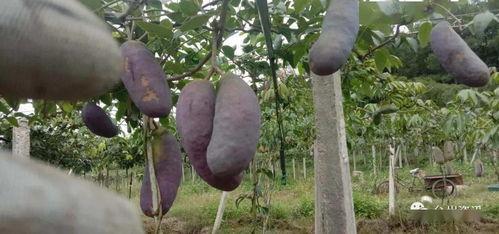 今日头条八月瓜视频,今日头条热门内容背后的故事