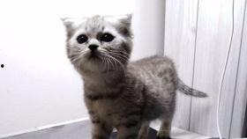 喵小吉吃瓜网今日吃瓜,今日热点事件大盘点