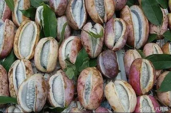 今日八月瓜多少钱一斤