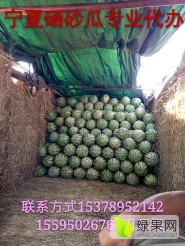 宁夏石头瓜今日行情如何