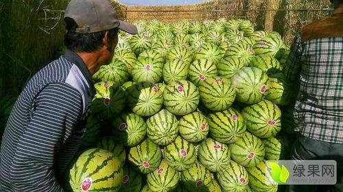 宁夏石头瓜今日行情如何