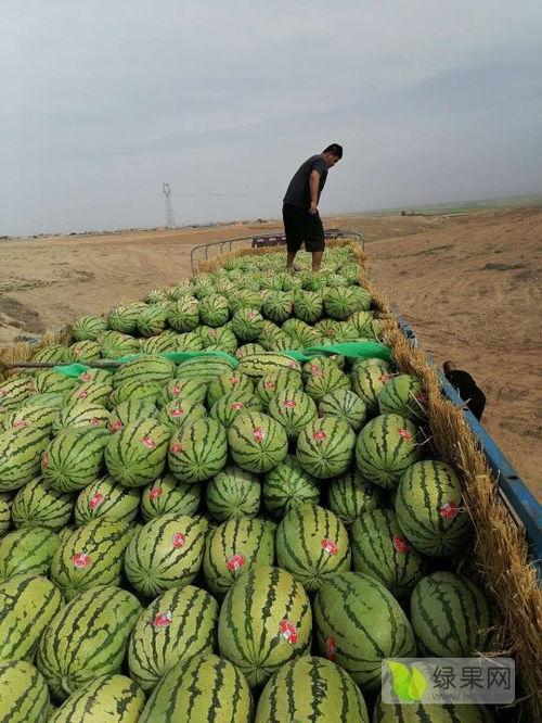 宁夏石头瓜今日行情如何