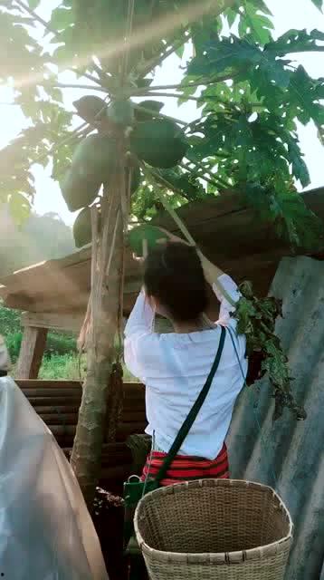 今日份摘瓜小姐姐,揭秘网络红人的魅力与影响力