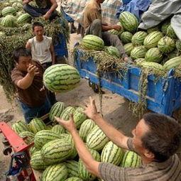 今日市场瓜价格