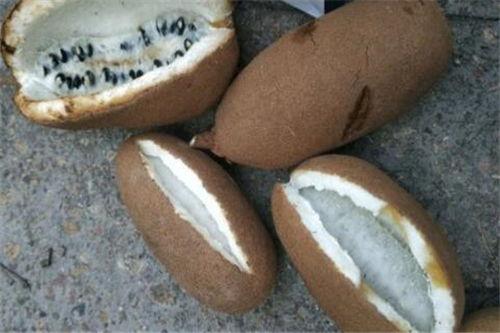 八月瓜多少钱一斤市场价今日行情,价格波动解析与购买建议”