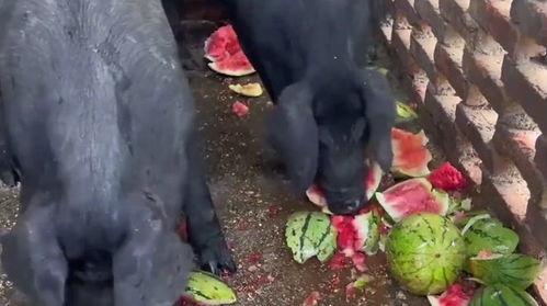 今日吃瓜人不狗带,揭秘娱乐圈幕后故事，不狗带，只真相