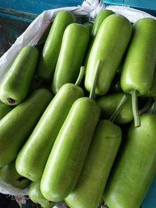 瓠瓜今日行情价格查询,价格波动解析与市场动态