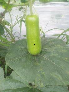 瓠瓜今日行情价格查询,价格波动解析与市场动态