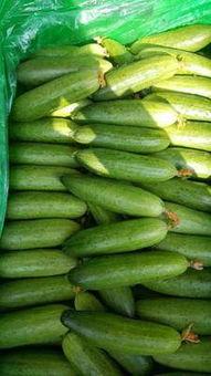 瓠瓜今日行情价格查询,价格波动解析与市场动态