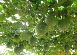 籽用葫芦瓜今日价格,市场行情一览