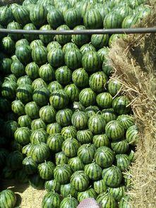 昌乐蜜罐瓜今日价格,甜蜜来袭，品质之选！