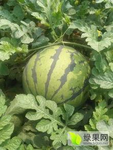 昌乐蜜罐瓜今日价格,甜蜜来袭，品质之选！