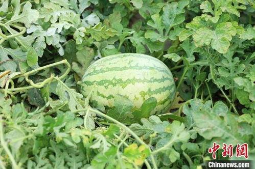 山西麒麟瓜今日行情