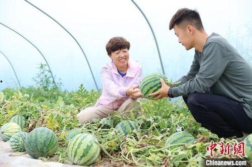 山西麒麟瓜今日行情